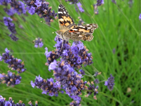 Painted lady butterfly on lavender, Felixstowe nature reserve